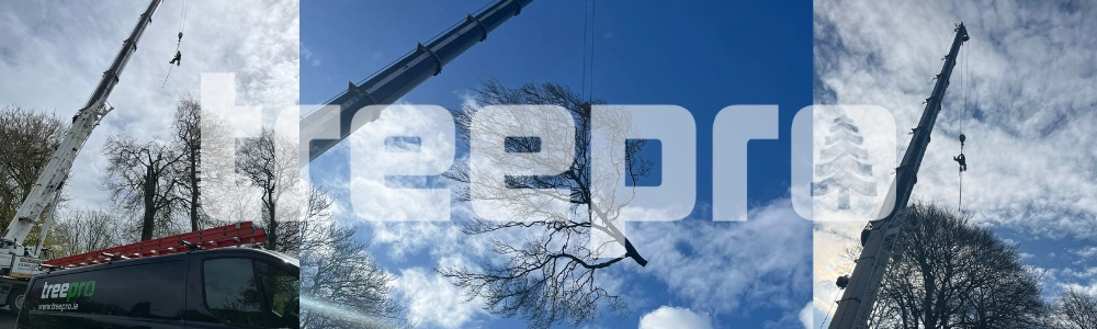 Tree Reduction Cork