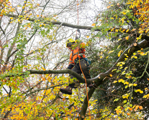 TreePro arborist pruning a tree in autumn