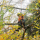 TreePro arborist pruning a tree in autumn